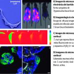 Red - MComini - boletin11-2