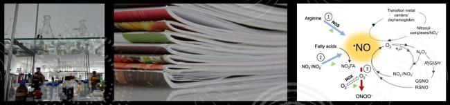 encabezado-publicacion-boletin3